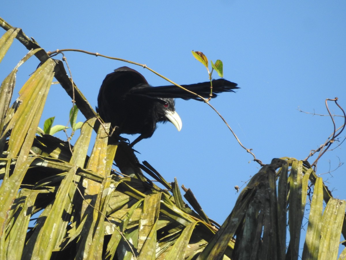 セイロンバンケン - ML646416321