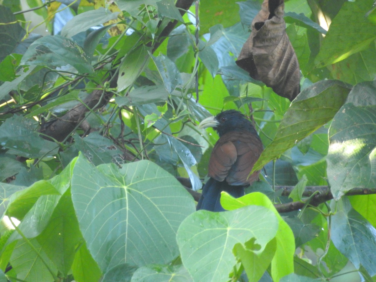 セイロンバンケン - ML646416322