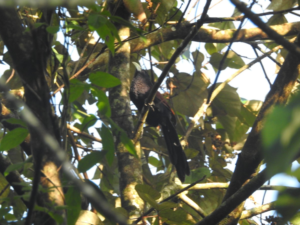 セイロンバンケン - ML646416323