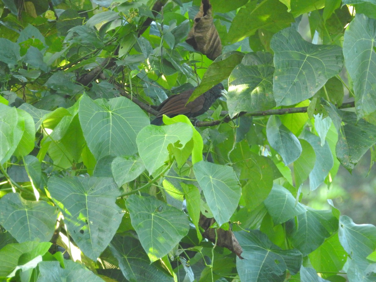 セイロンバンケン - ML646416324