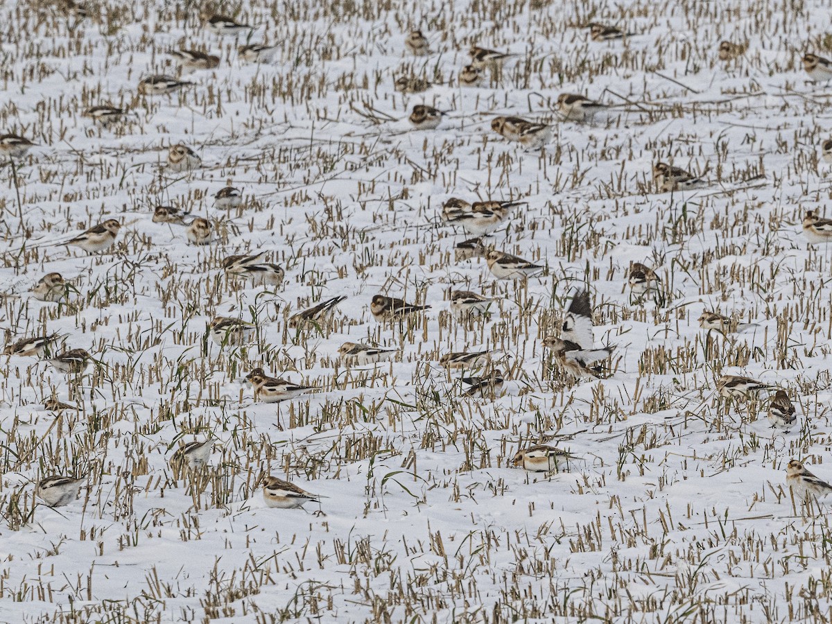 Snow Bunting - ML646416332