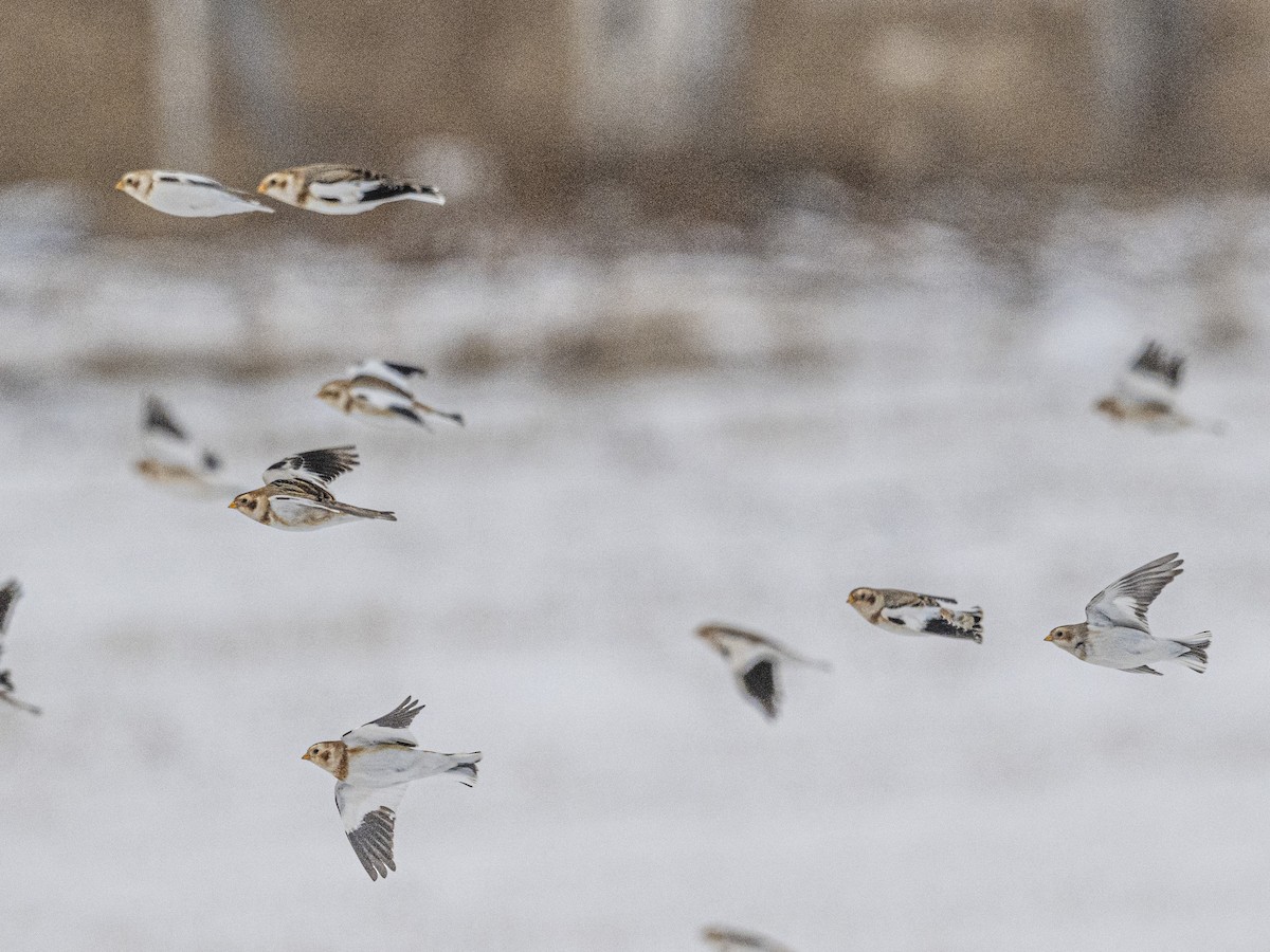 Snow Bunting - ML646416333