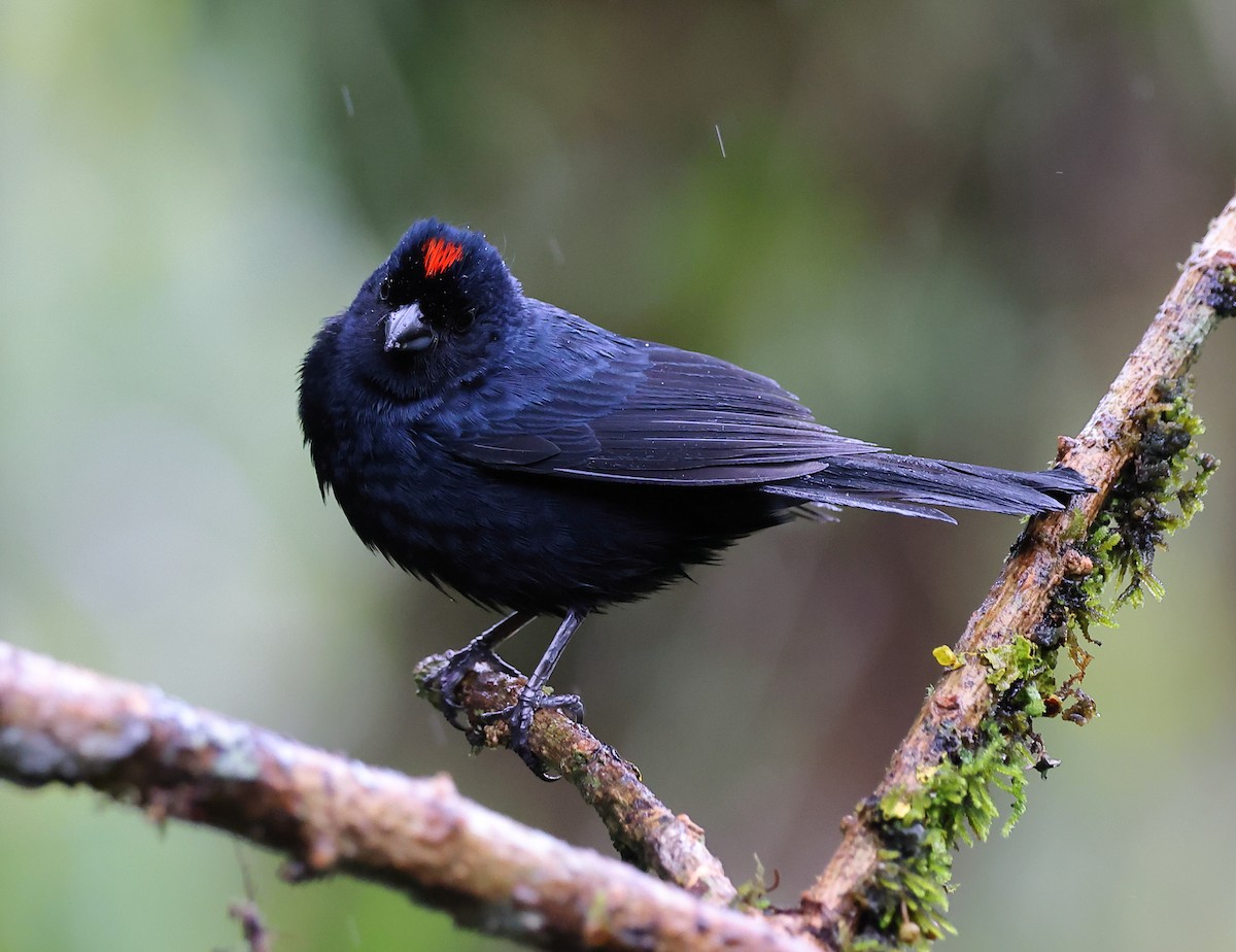 Tangara couronné - ML646416338