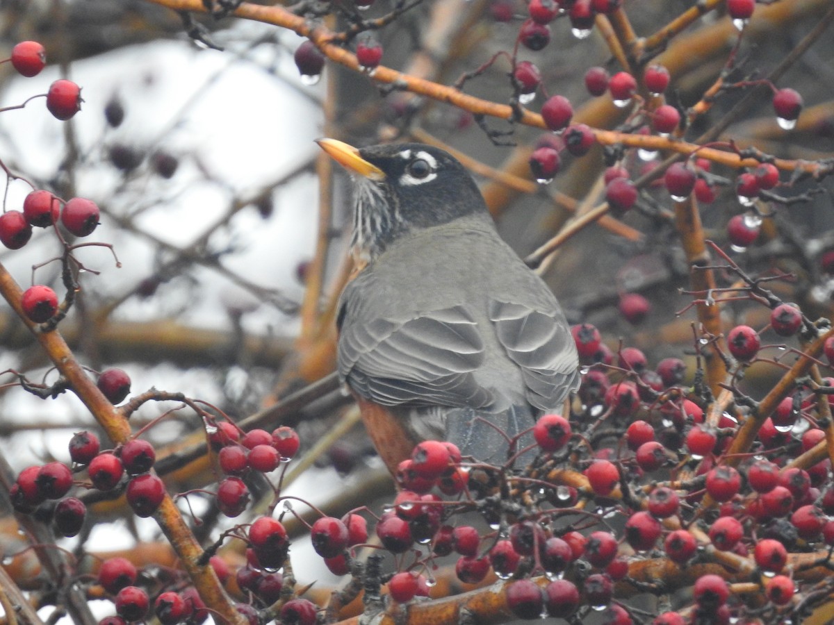 American Robin - ML646416343