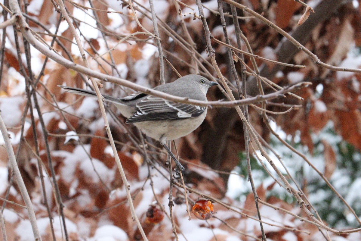 Northern Mockingbird - ML646416345