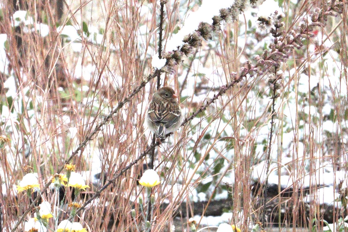 Field Sparrow - ML646416348