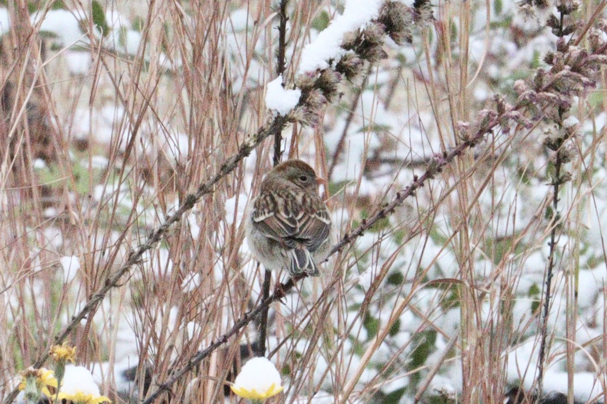 Field Sparrow - ML646416349