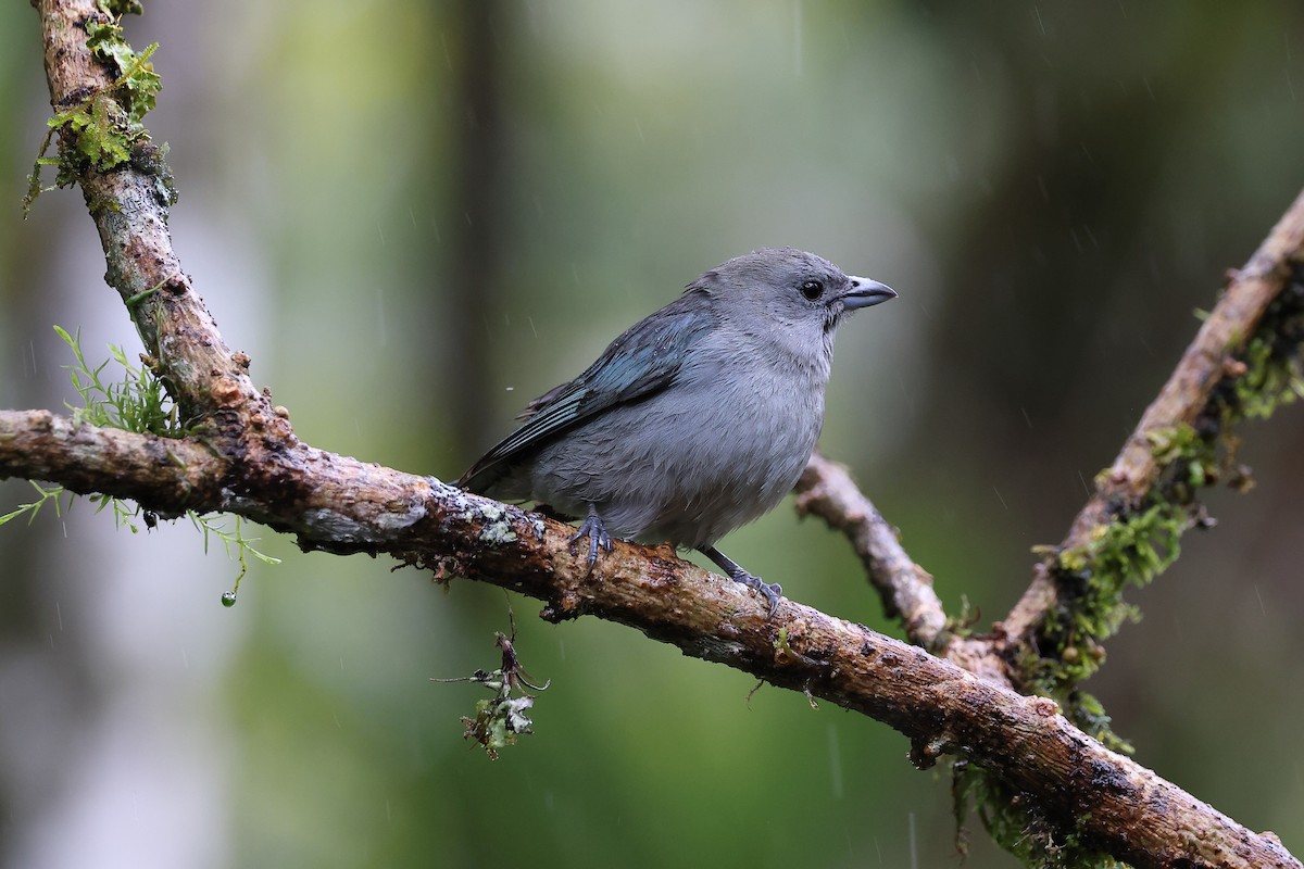 Tangara sayaca - ML646416353