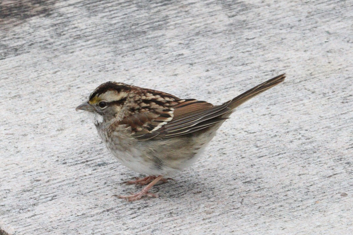 White-throated Sparrow - ML646416355