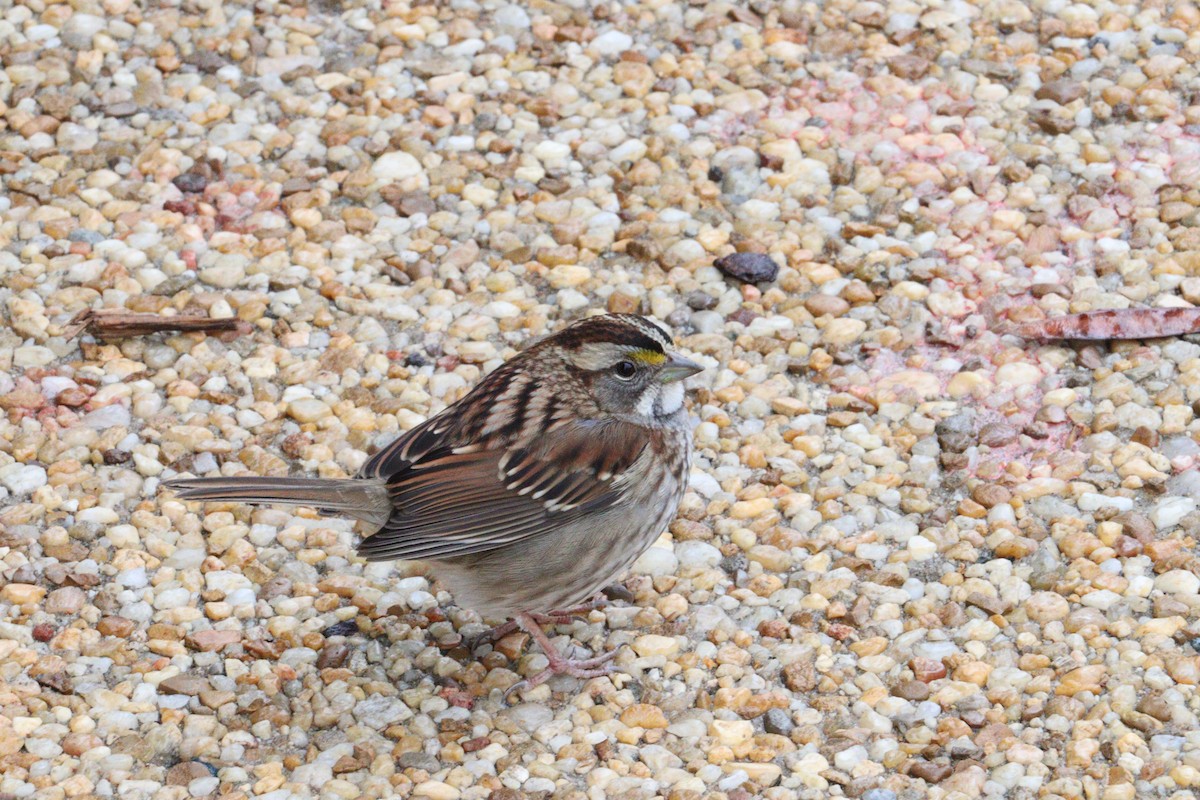 White-throated Sparrow - ML646416356