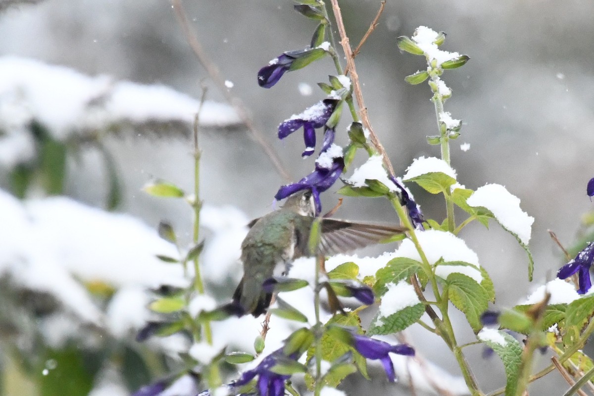 Black-chinned Hummingbird - ML646416357