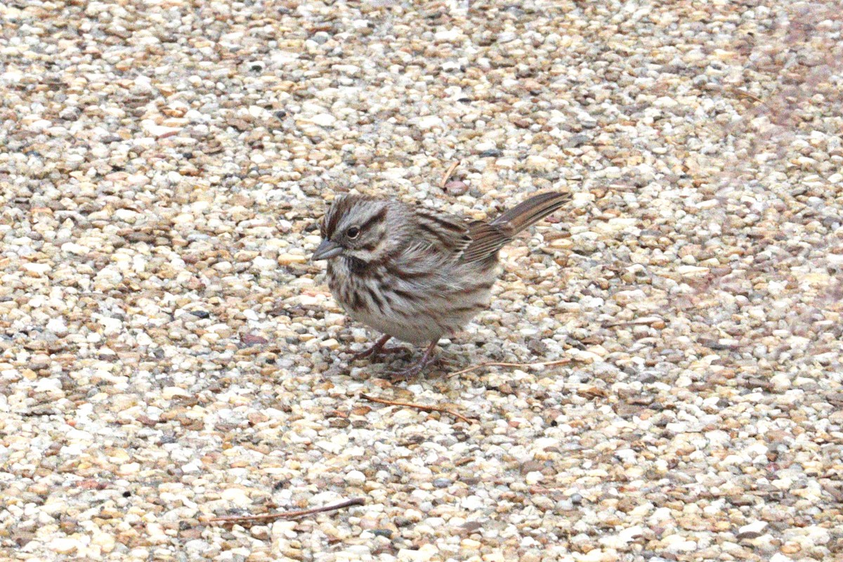 Song Sparrow - ML646416360