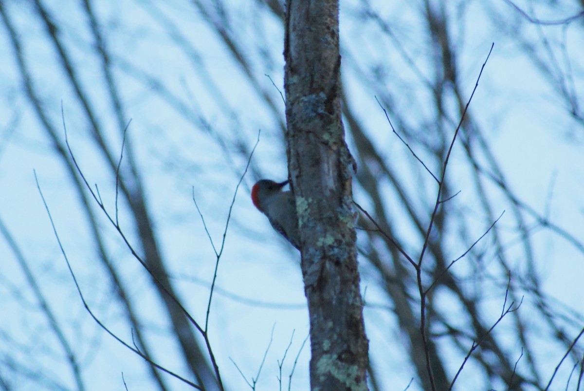 Red-bellied Woodpecker - ML646416361