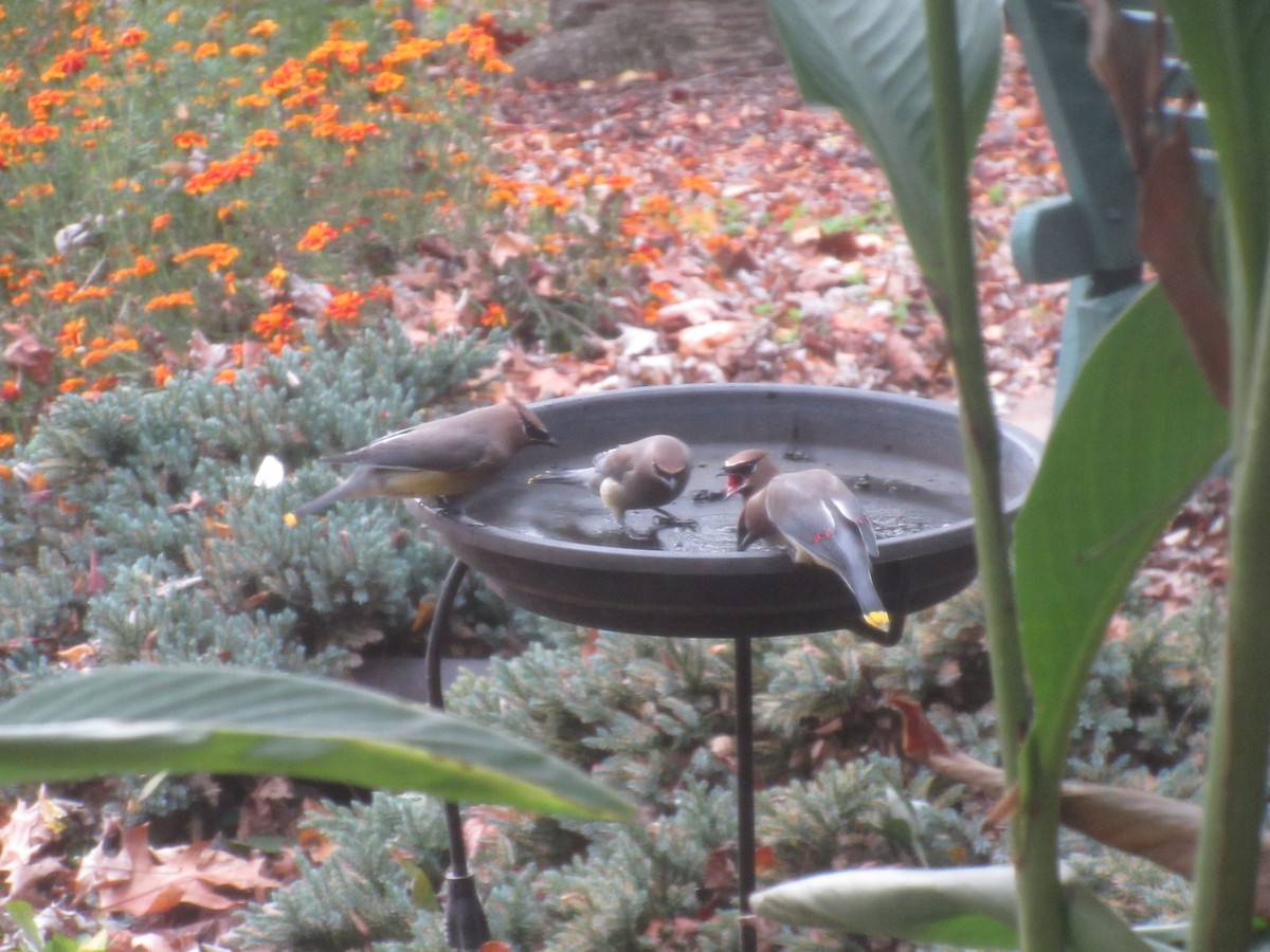 Cedar Waxwing - ML646416362