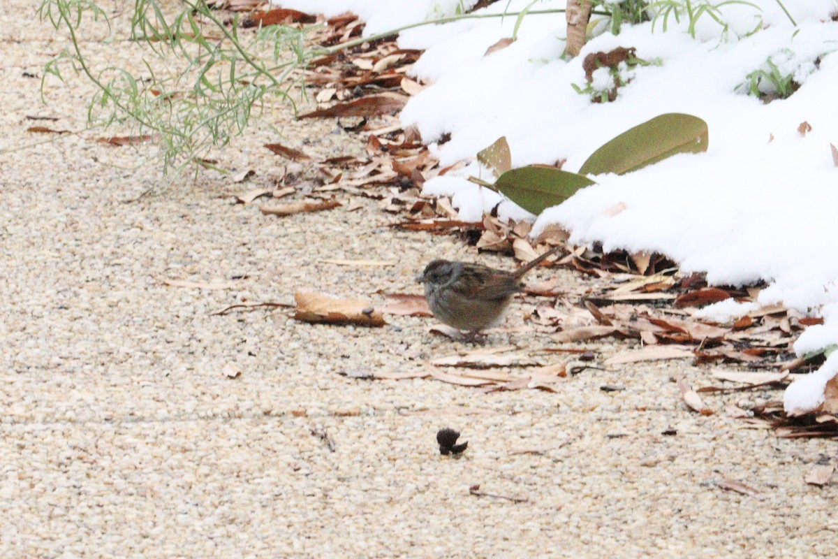 Swamp Sparrow - ML646416364