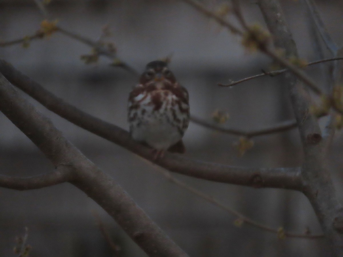 ゴマフスズメ - ML646416369