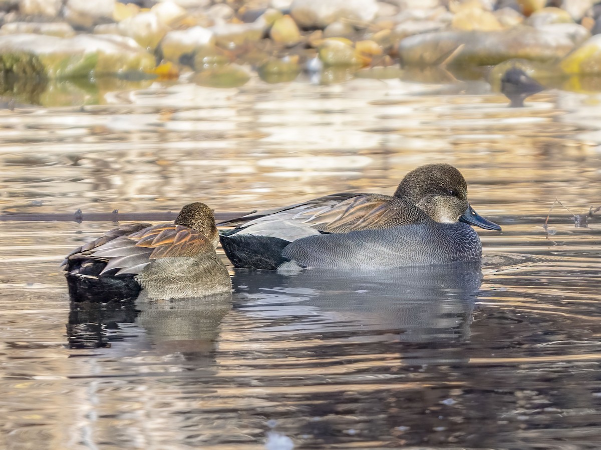 Gadwall - ML646416370