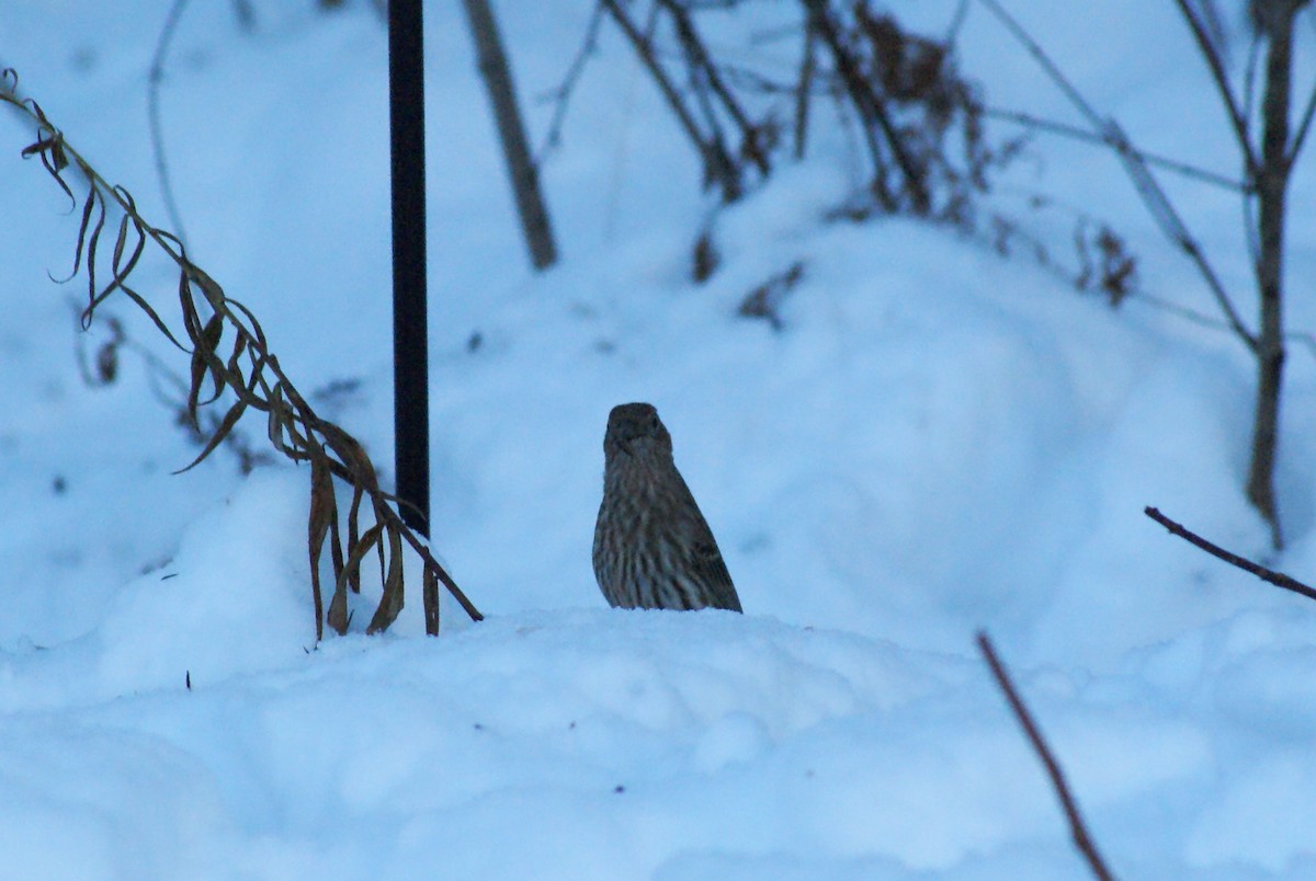 House Finch - ML646416371