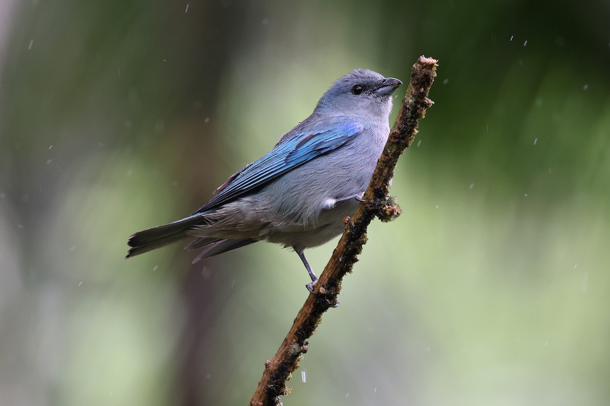 Tangara à épaulettes bleues - ML646416372