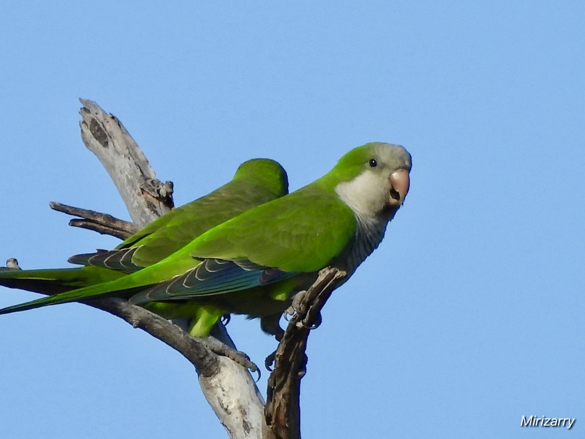 Mönchssittich - ML646416373