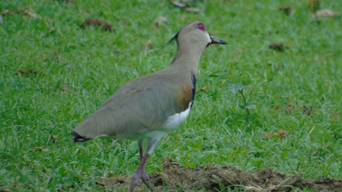 Southern Lapwing - ML646416374