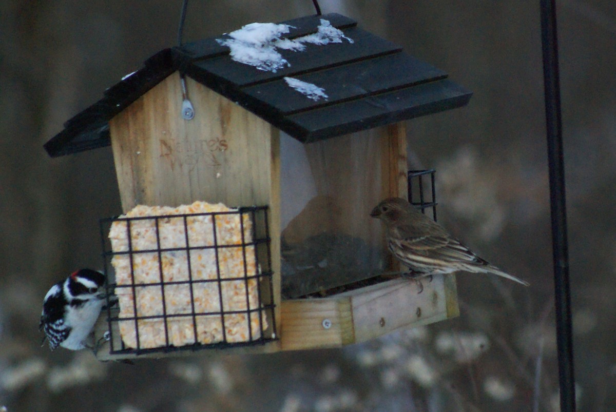 House Finch - ML646416375