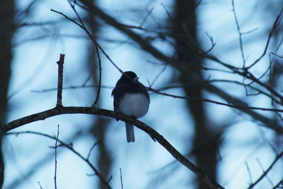 Dark-eyed Junco - ML646416377