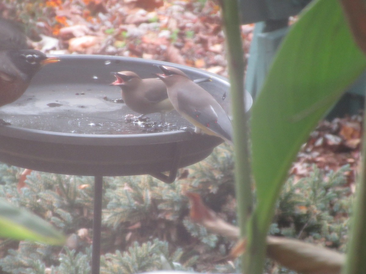 Cedar Waxwing - ML646416378