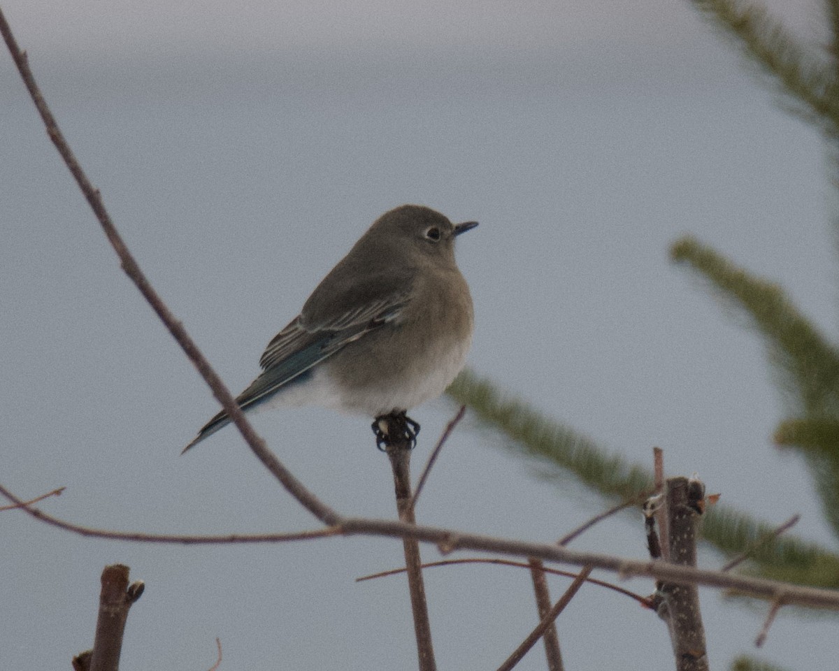 Mountain Bluebird - ML646416382