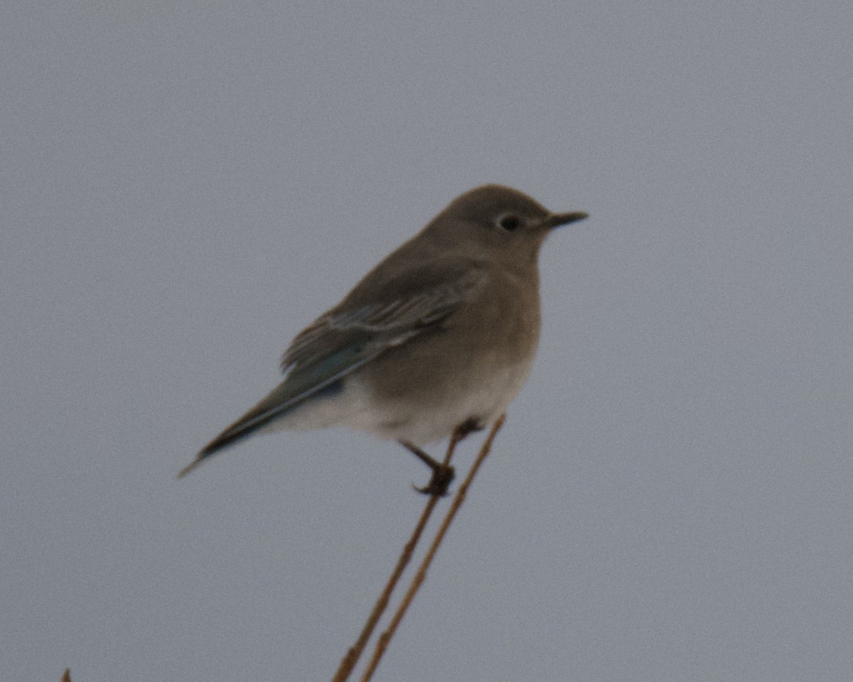 Mountain Bluebird - ML646416383