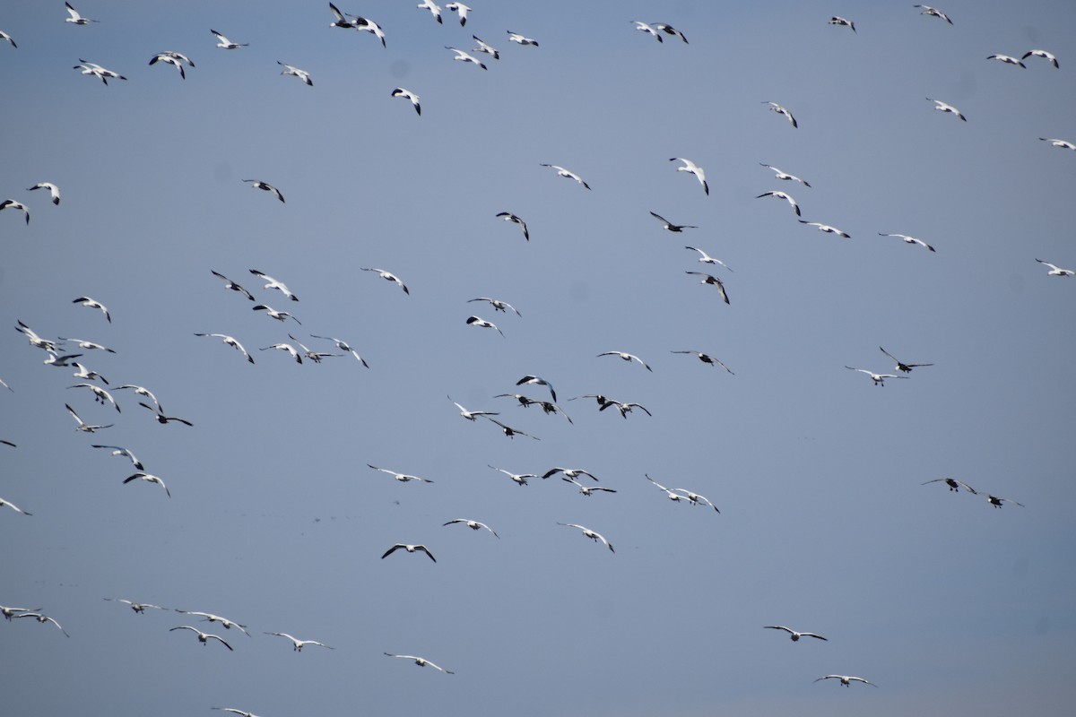 Цасны галуу - ML646416384