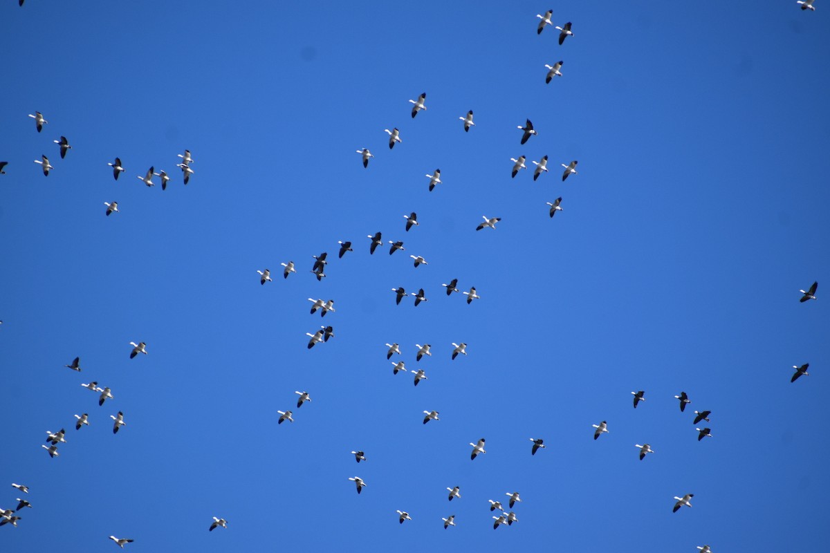 Цасны галуу - ML646416385