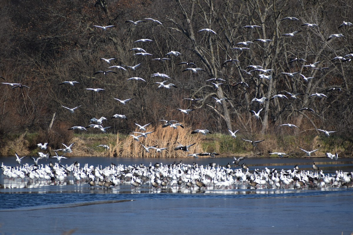 Цасны галуу - ML646416386