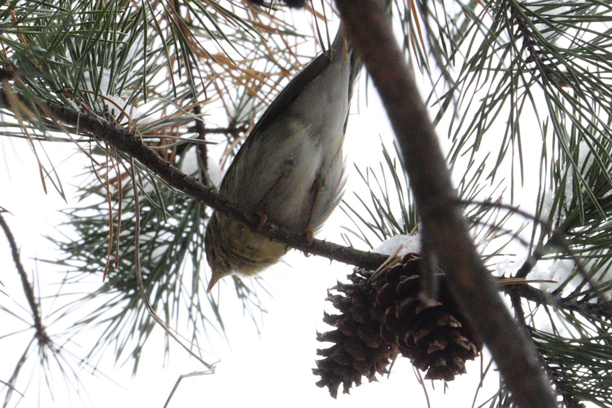 Blackpoll Warbler - ML646416387