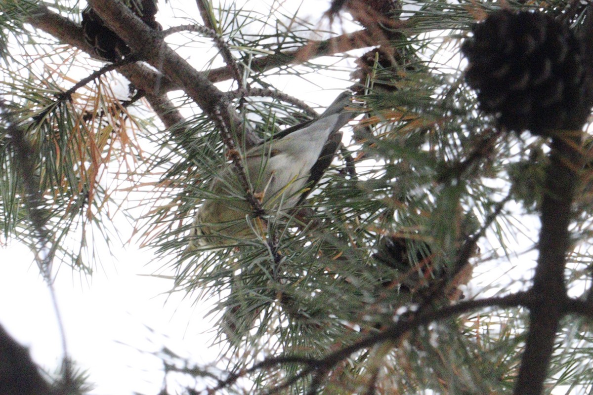 Blackpoll Warbler - ML646416388