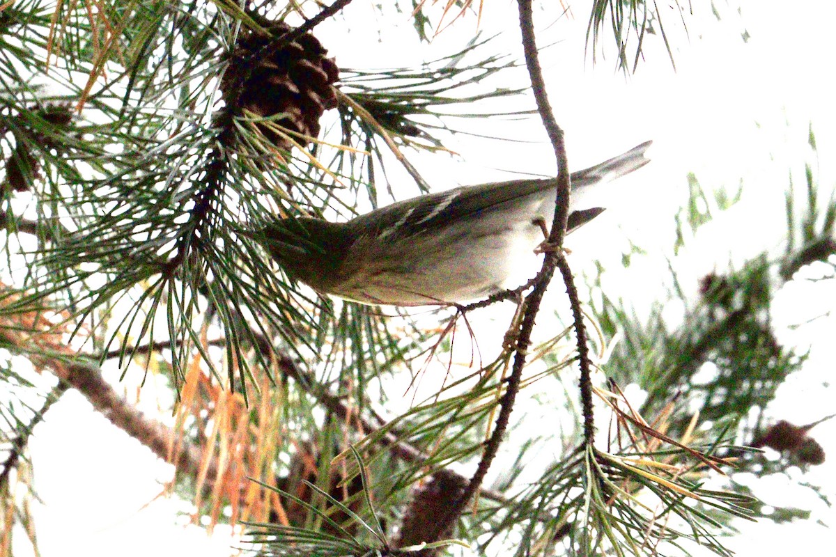 Blackpoll Warbler - ML646416389