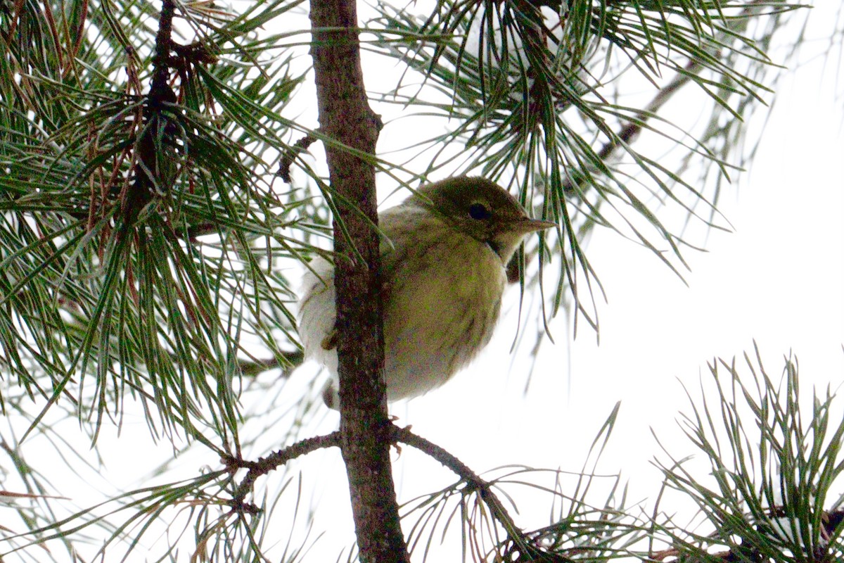 Blackpoll Warbler - ML646416390