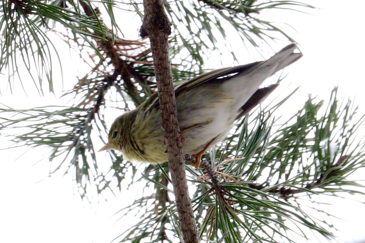 Blackpoll Warbler - ML646416391