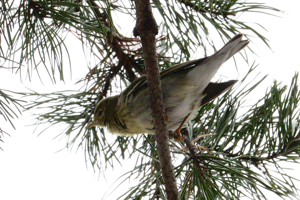 Blackpoll Warbler - ML646416392