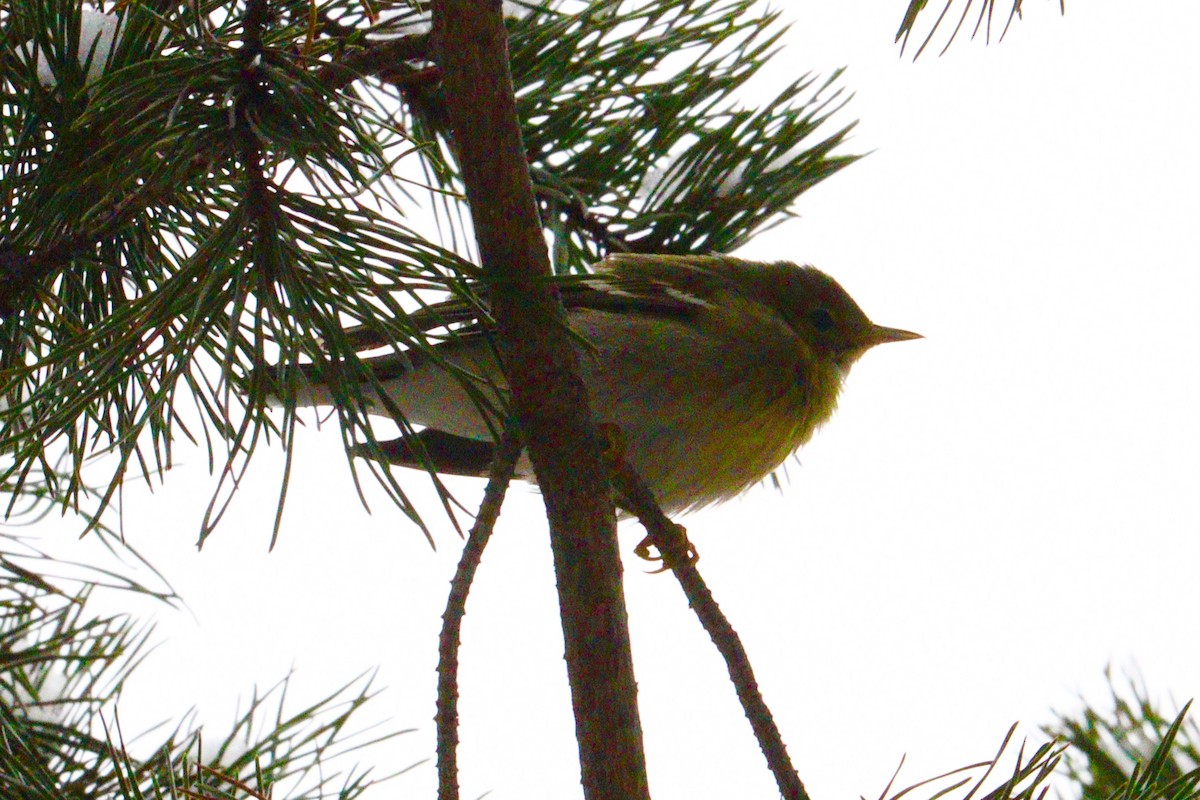 Blackpoll Warbler - ML646416393