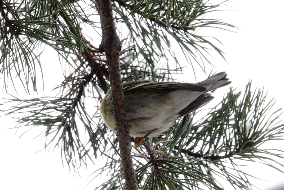 Blackpoll Warbler - ML646416394