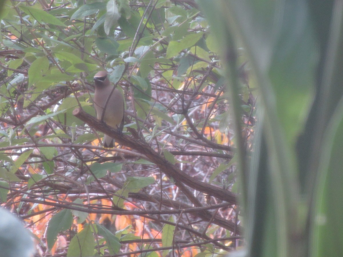 Cedar Waxwing - ML646416396