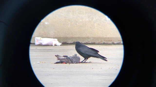 Fish Crow - ML646416397