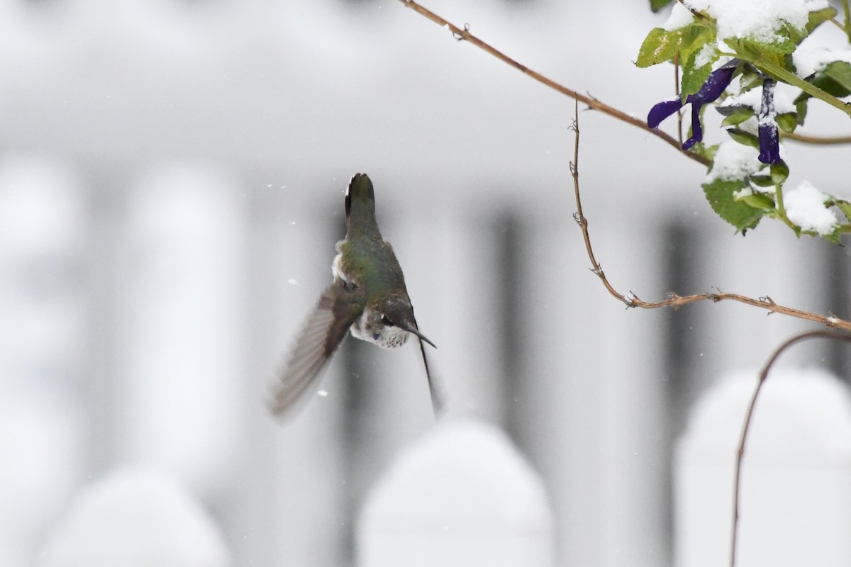 Black-chinned Hummingbird - ML646416398