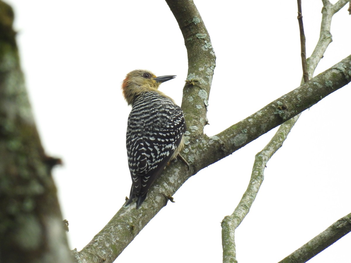 Red-crowned Woodpecker - ML646416405