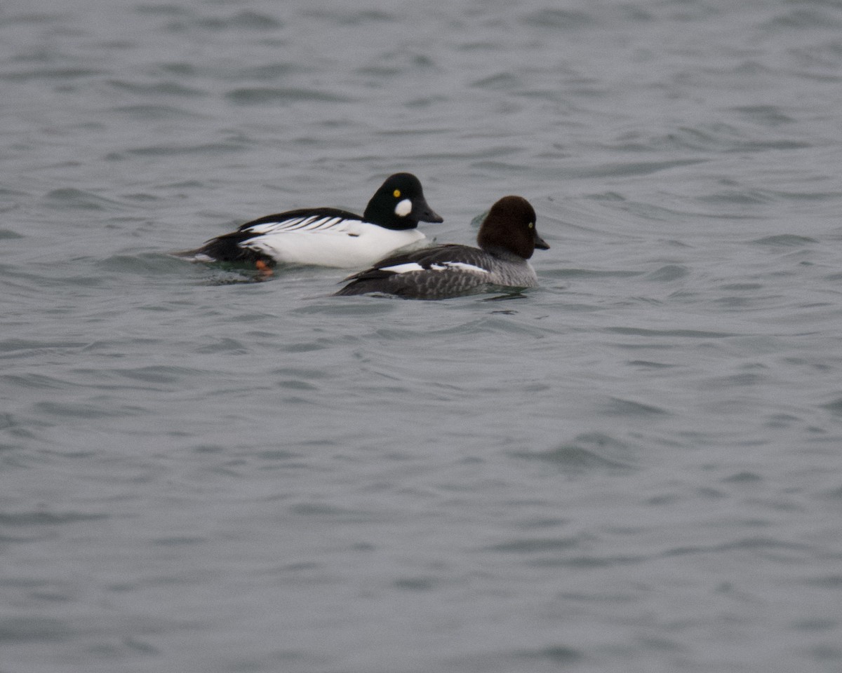 Common Goldeneye - ML646416406