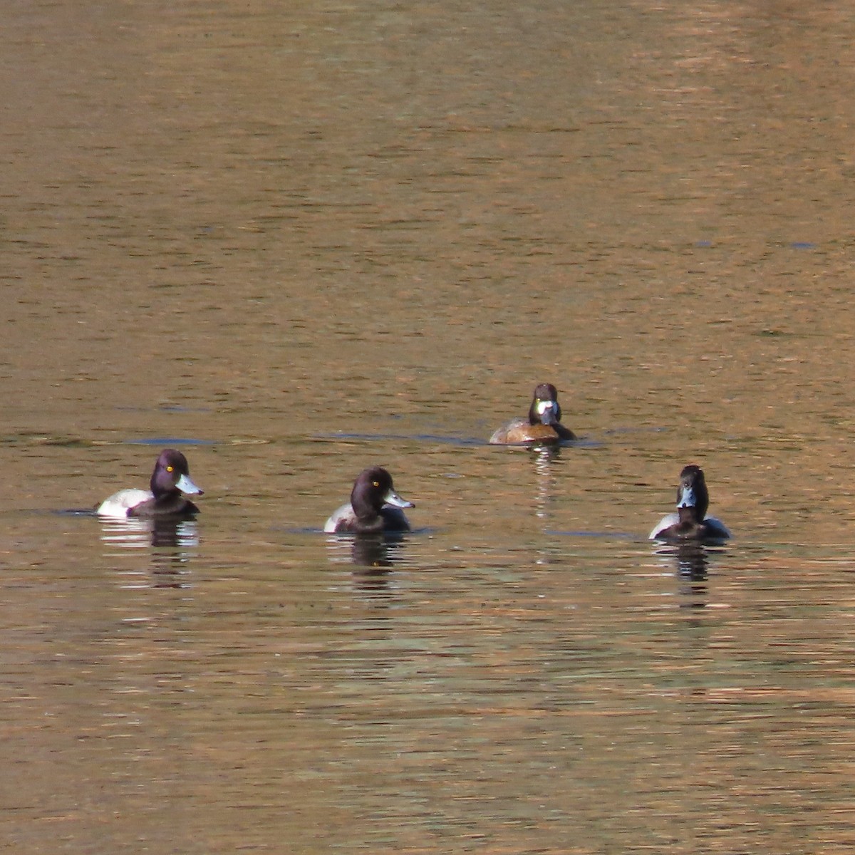 Lesser Scaup - ML646416407
