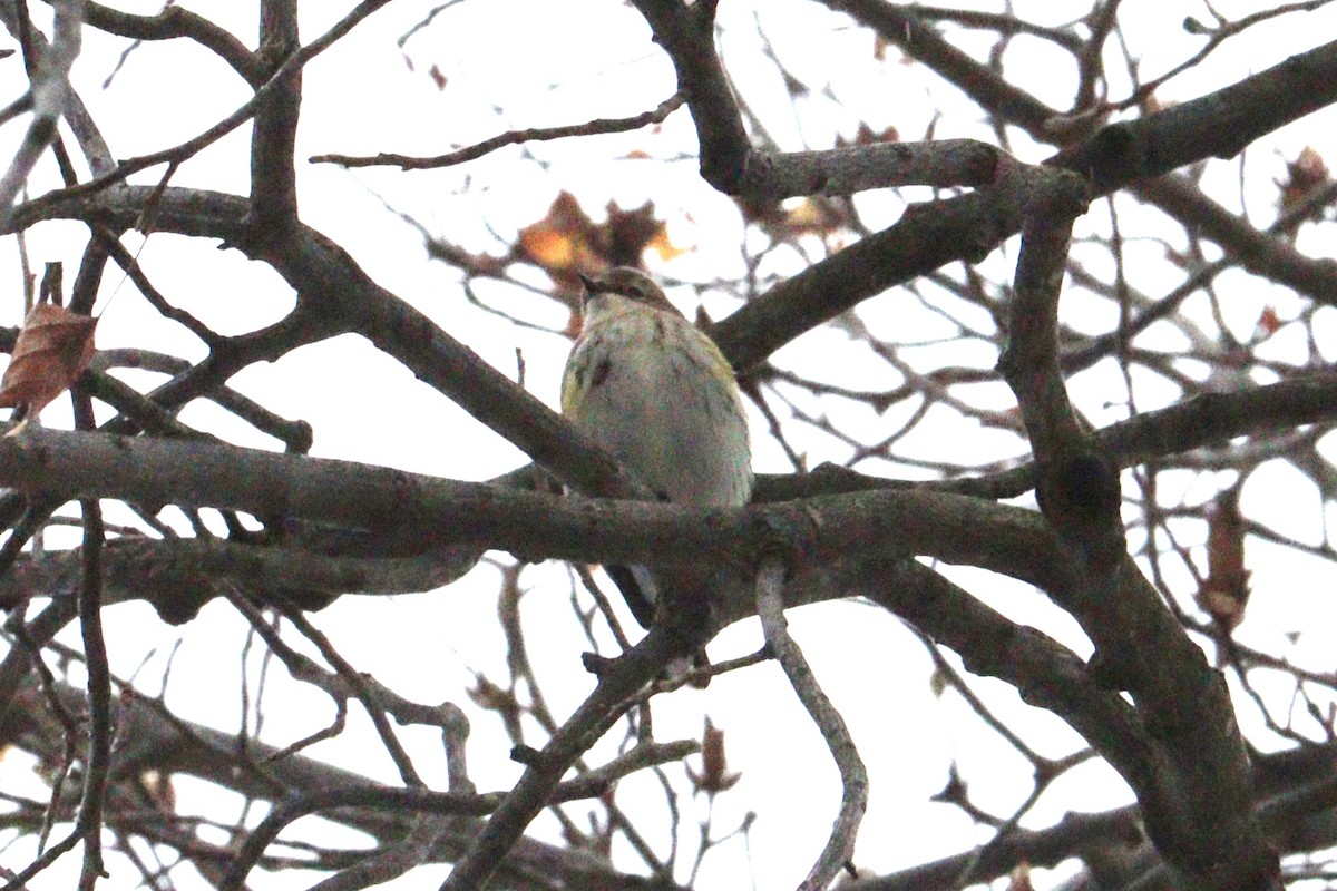 Yellow-rumped Warbler - ML646416408