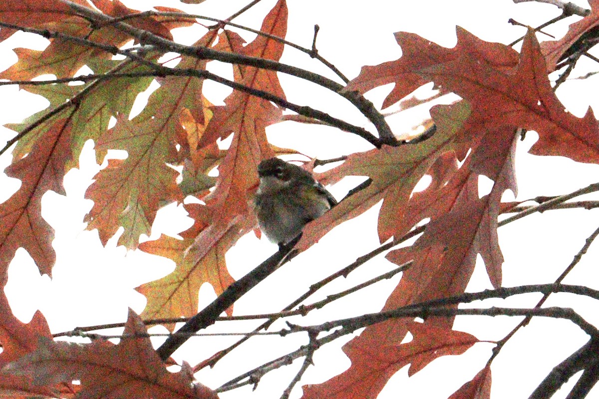 Yellow-rumped Warbler - ML646416409