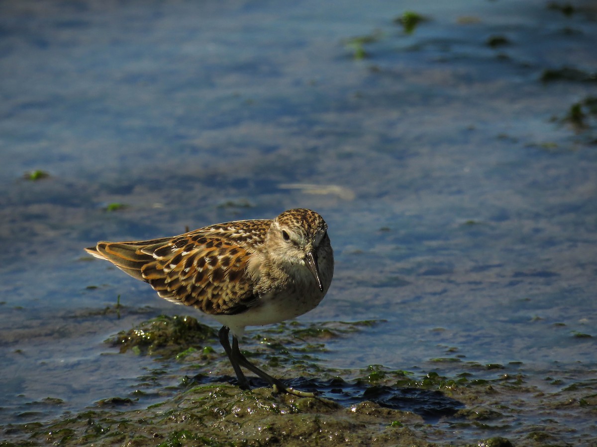 Least Sandpiper - ML64641641